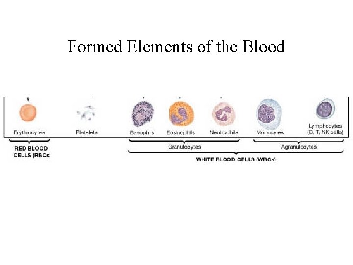 Formed Elements of the Blood  Formed Elements of the Blood