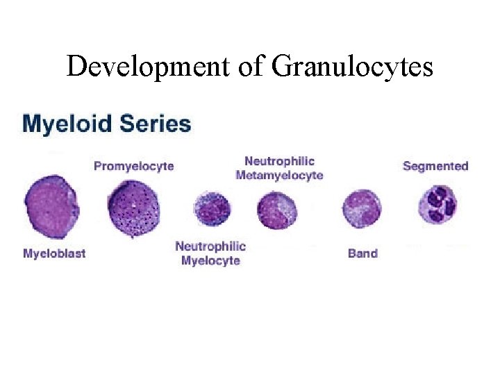 Development of Granulocytes  Development of Granulocytes