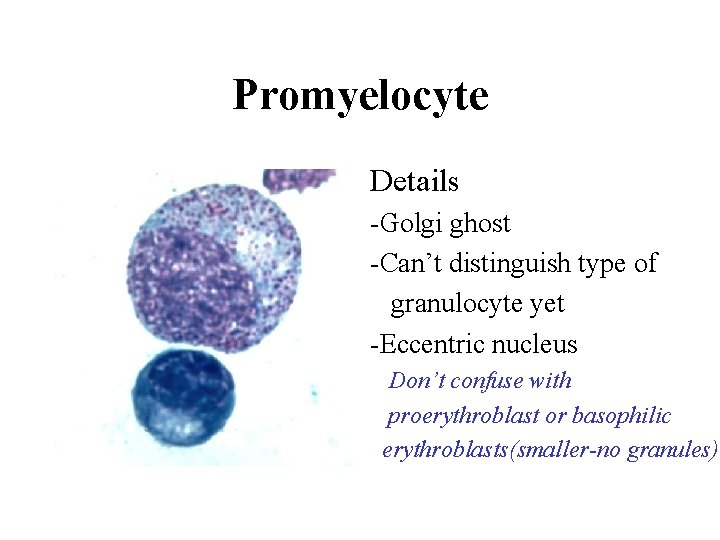 Promyelocyte • Details • -Golgi ghost • -Can’t distinguish type of • granulocyte yet Promyelocyte • Details • -Golgi ghost • -Can’t distinguish type of • granulocyte yet
