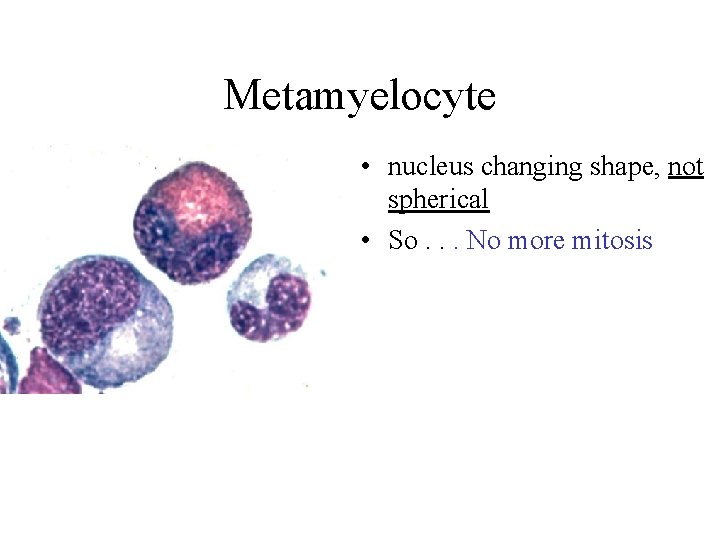 Metamyelocyte • nucleus changing shape, not spherical • So. . . No more mitosis Metamyelocyte • nucleus changing shape, not spherical • So. . . No more mitosis