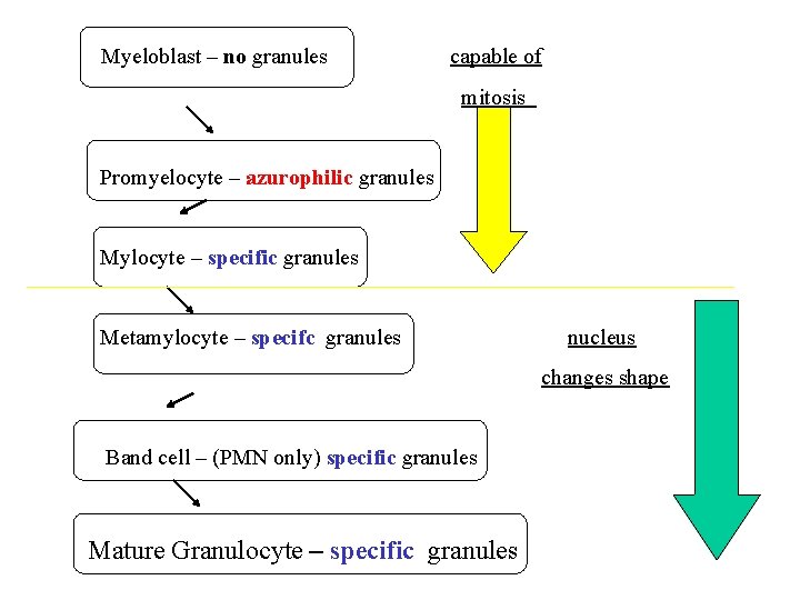 Myeloblast – no granules capable of mitosis Promyelocyte – azurophilic granules Mylocyte – specific Myeloblast – no granules capable of mitosis Promyelocyte – azurophilic granules Mylocyte – specific