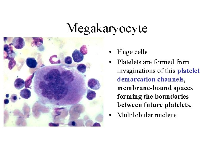 Megakaryocyte • Huge cells • Platelets are formed from invaginations of this platelet demarcation Megakaryocyte • Huge cells • Platelets are formed from invaginations of this platelet demarcation