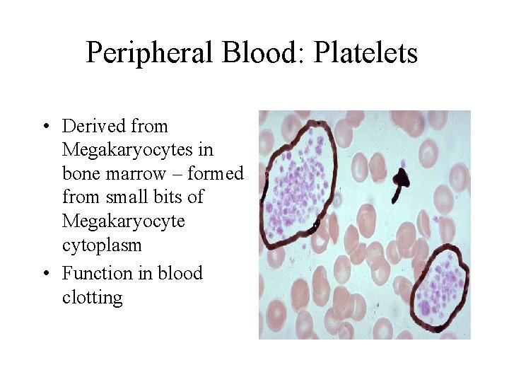 Peripheral Blood: Platelets • Derived from Megakaryocytes in bone marrow – formed from small Peripheral Blood: Platelets • Derived from Megakaryocytes in bone marrow – formed from small