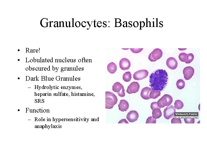 Granulocytes: Basophils • Rare! • Lobulated nucleus often obscured by granules • Dark Blue Granulocytes: Basophils • Rare! • Lobulated nucleus often obscured by granules • Dark Blue