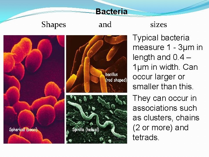Bacteria Shapes and sizes Typical bacteria measure 1 - 3µm in length and 0.