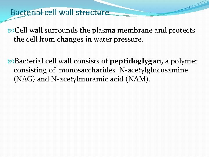Bacterial cell wall structure Cell wall surrounds the plasma membrane and protects the cell