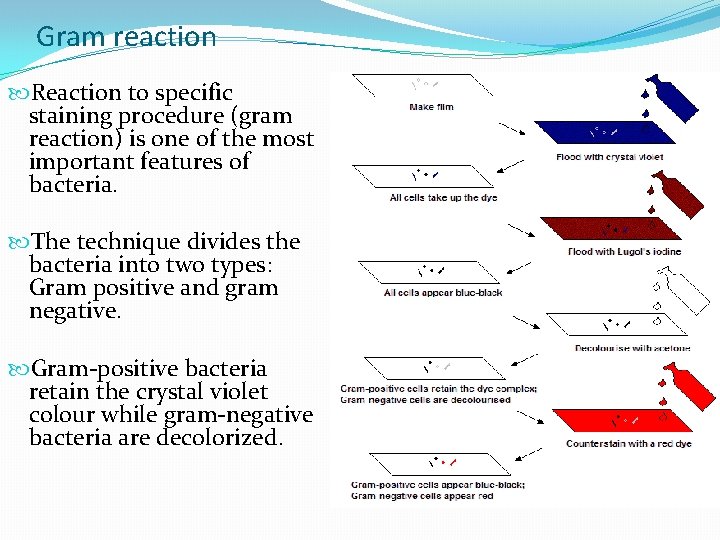 Gram reaction Reaction to specific staining procedure (gram reaction) is one of the most