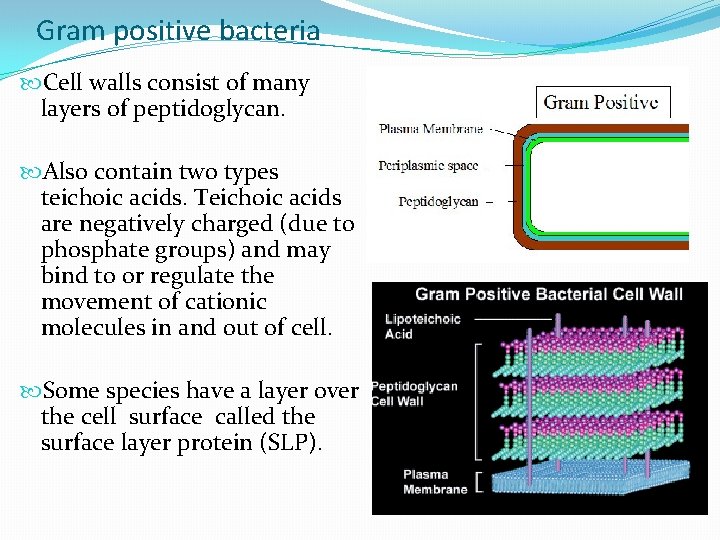 Gram positive bacteria Cell walls consist of many layers of peptidoglycan. Also contain two