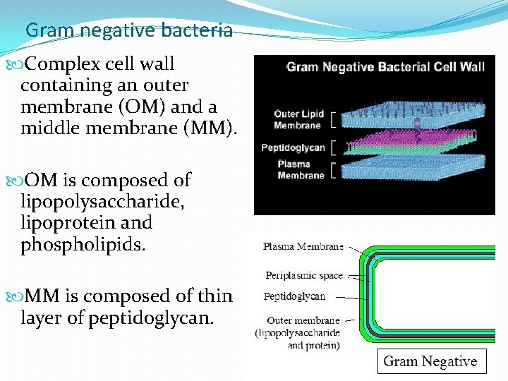 Gram negative bacteria Complex cell wall containing an outer membrane (OM) and a middle