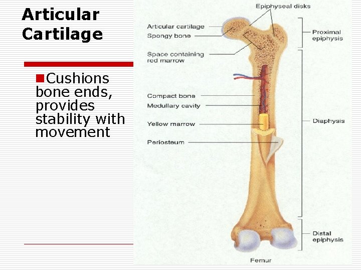 Articular Cartilage n. Cushions bone ends, provides stability with movement 