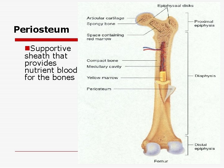 Periosteum n. Supportive sheath that provides nutrient blood for the bones 