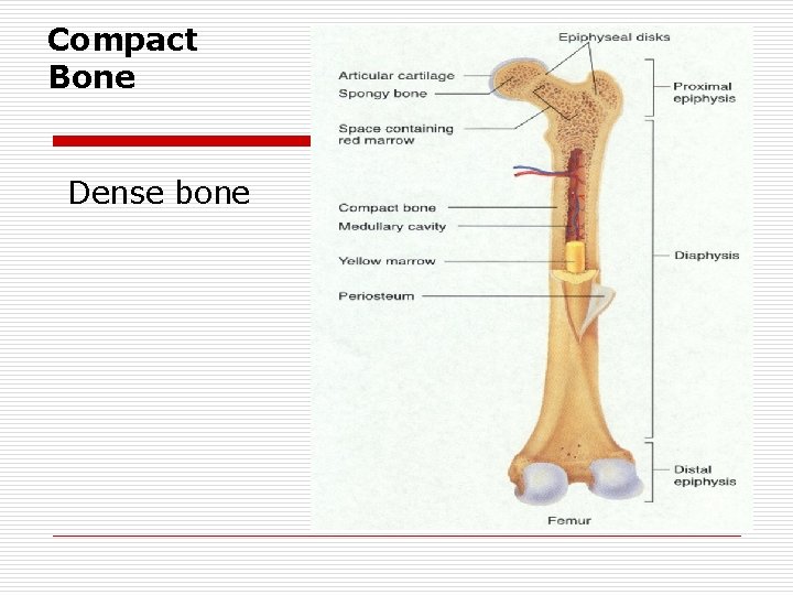 Compact Bone Dense bone 