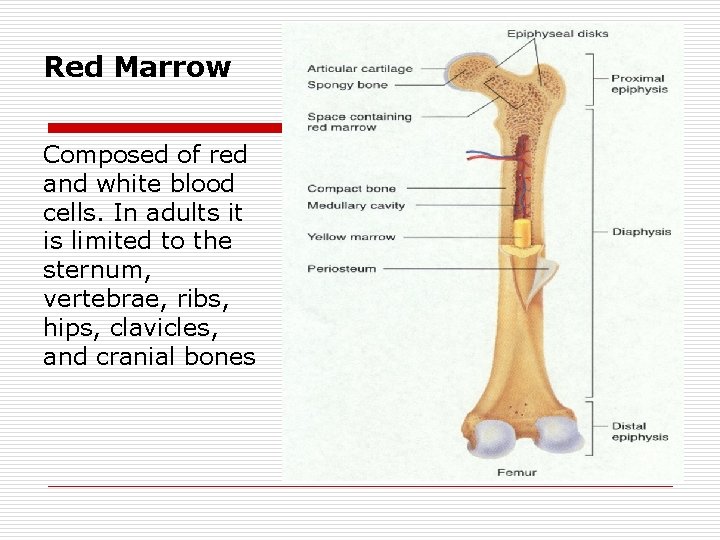 Red Marrow Composed of red and white blood cells. In adults it is limited