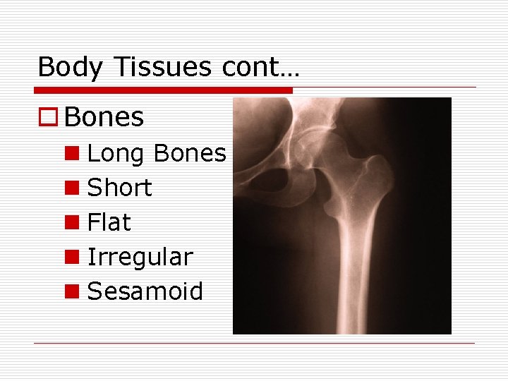 Body Tissues cont… o Bones n Long Bones n Short n Flat n Irregular