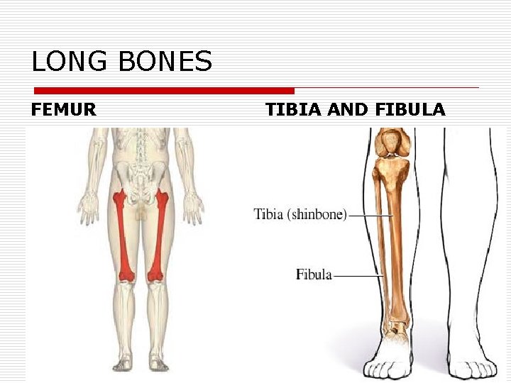 LONG BONES FEMUR TIBIA AND FIBULA 