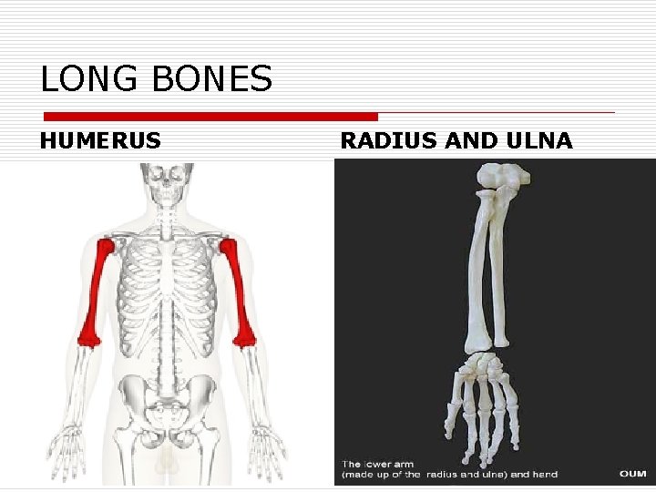 LONG BONES HUMERUS RADIUS AND ULNA 