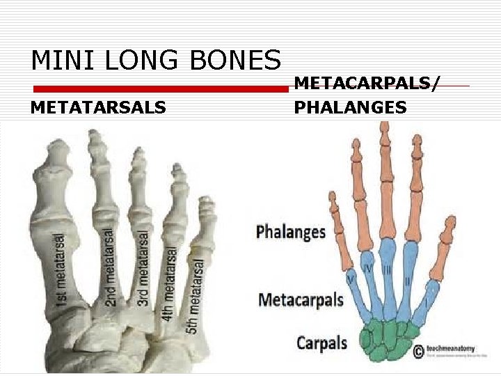 MINI LONG BONES METATARSALS METACARPALS/ PHALANGES 