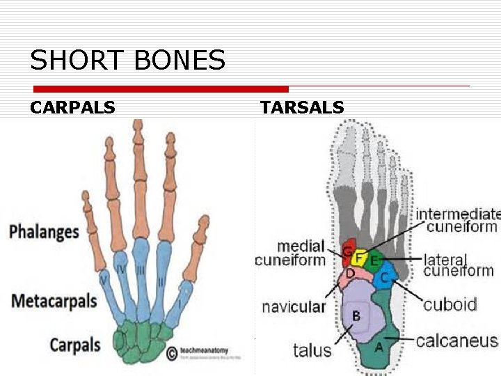 SHORT BONES CARPALS TARSALS 