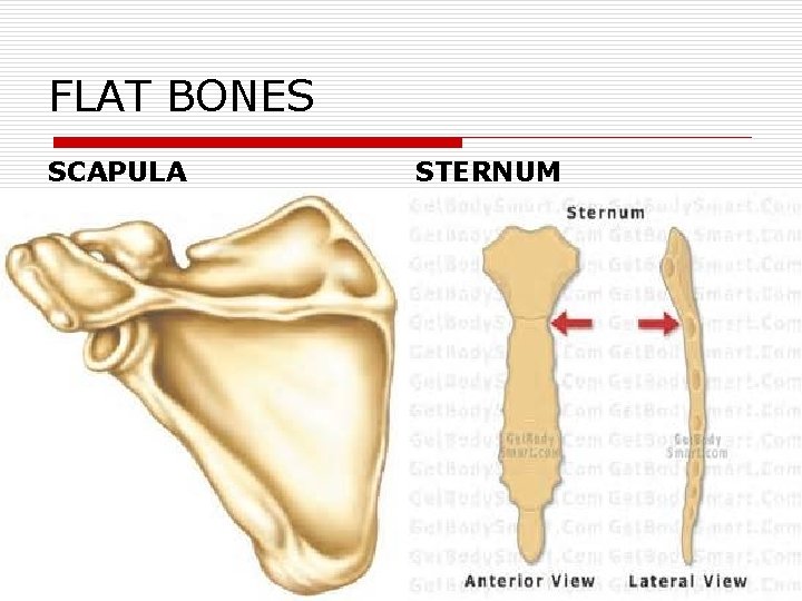 FLAT BONES SCAPULA STERNUM 