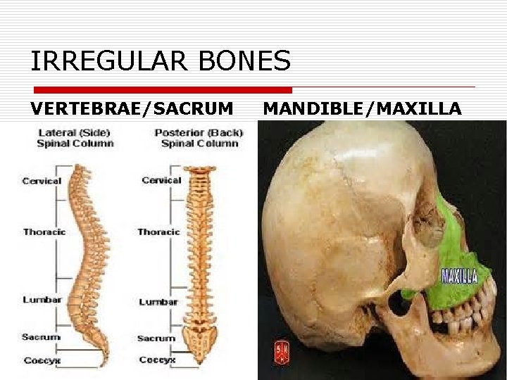 IRREGULAR BONES VERTEBRAE/SACRUM MANDIBLE/MAXILLA 