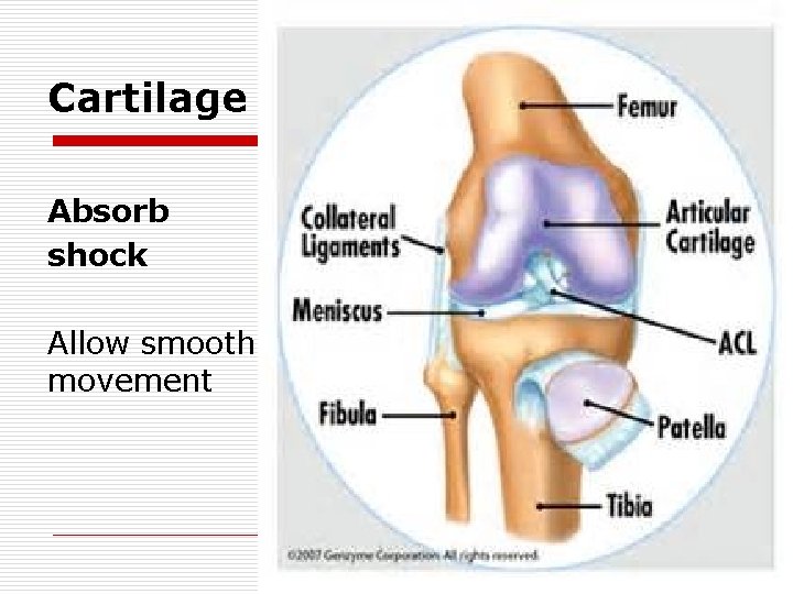Cartilage Absorb shock Allow smooth movement 