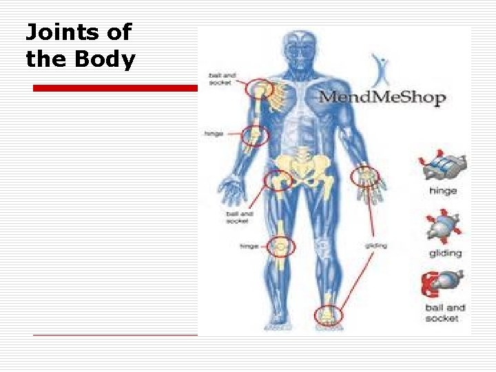 Joints of the Body 