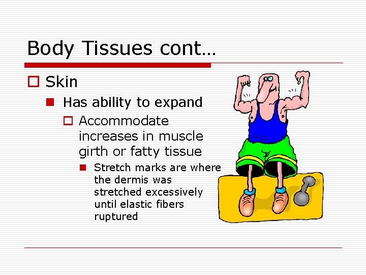 Body Tissues cont… o Skin n Has ability to expand o Accommodate increases in