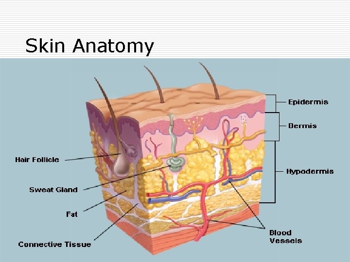 Skin Anatomy 