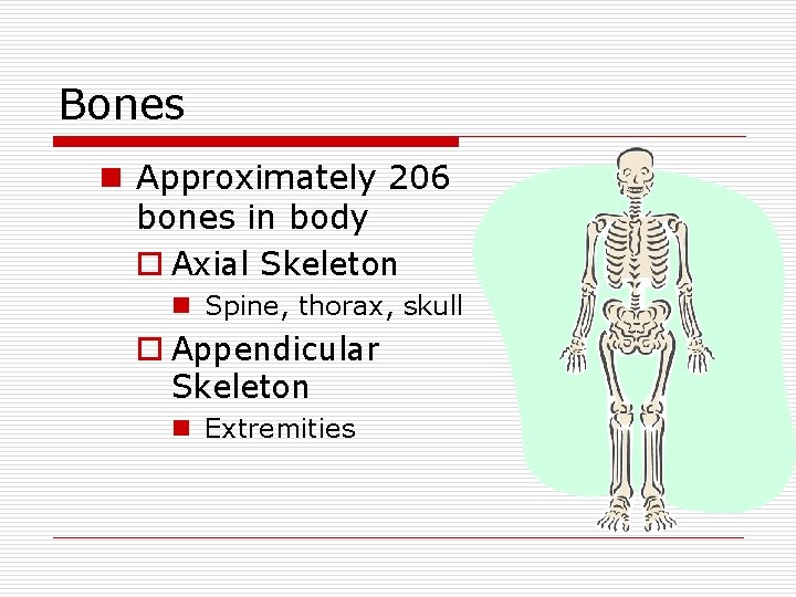 Bones n Approximately 206 bones in body o Axial Skeleton n Spine, thorax, skull