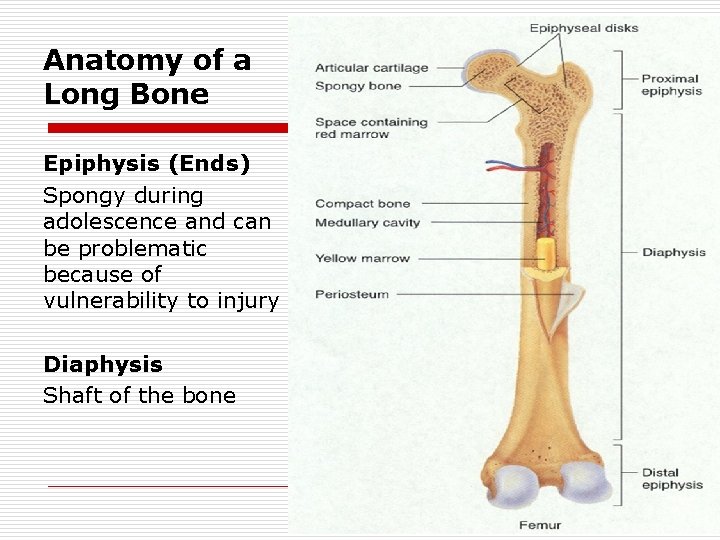 Anatomy of a Long Bone Epiphysis (Ends) Spongy during adolescence and can be problematic