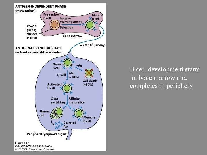 B cell development starts in bone marrow and completes in periphery 