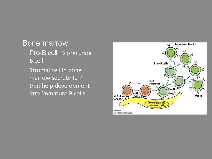  Bone marrow Pro-B cell → precursor B cell Stromal cell in bone marrow
