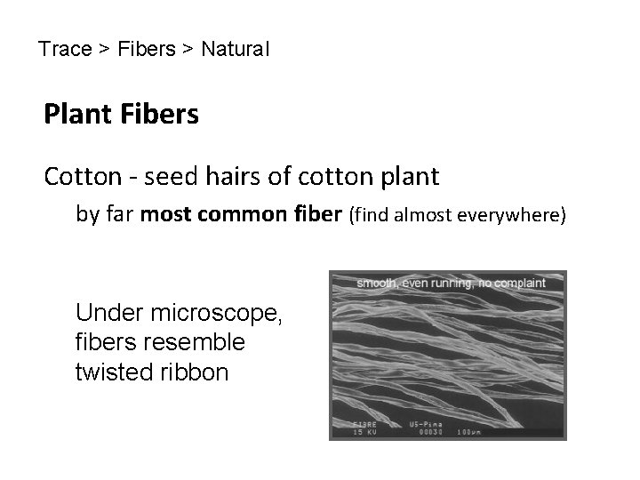 Trace > Fibers > Natural Plant Fibers Cotton - seed hairs of cotton plant