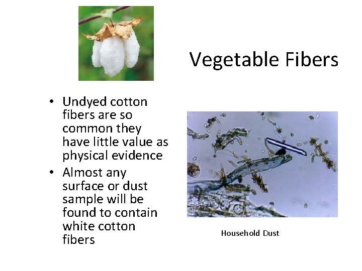 Vegetable Fibers • Undyed cotton fibers are so common they have little value as