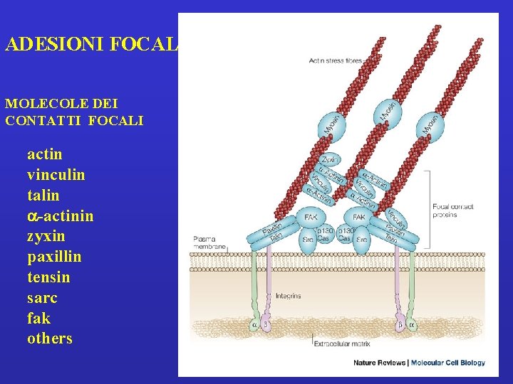 ADESIONI FOCALI MOLECOLE DEI CONTATTI FOCALI actin vinculin talin -actinin zyxin paxillin tensin sarc