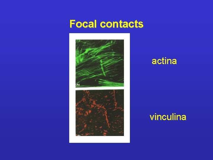Focal contacts actina vinculina 