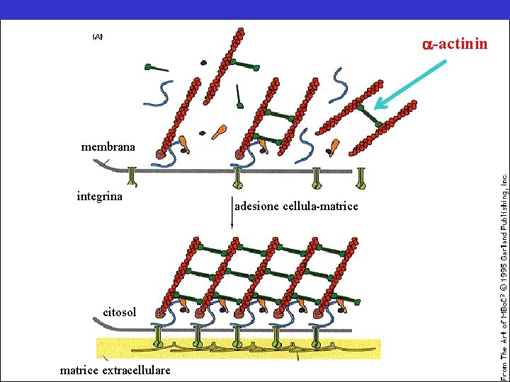  -actinin membrana integrina citosol matrice extracellulare adesione cellula-matrice 