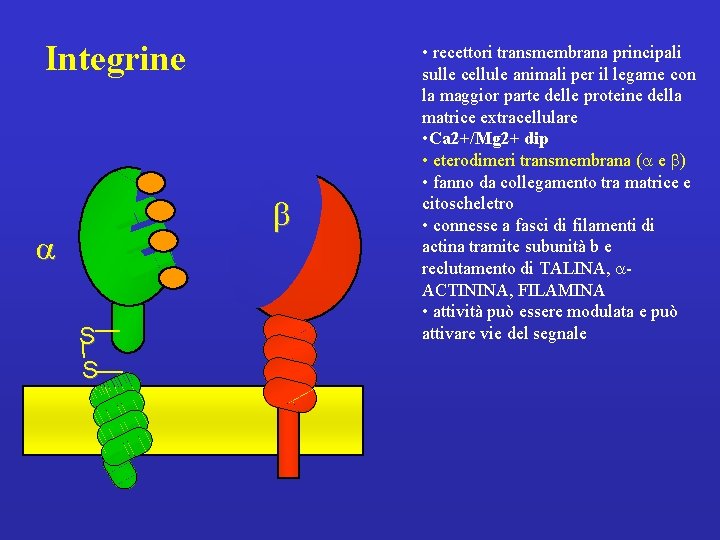 Integrine b a S S • recettori transmembrana principali sulle cellule animali per il