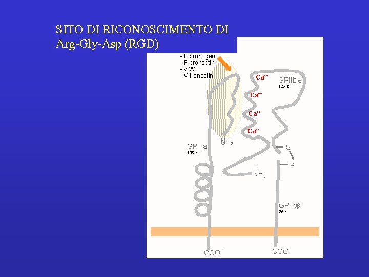 SITO DI RICONOSCIMENTO DI Arg-Gly-Asp (RGD) 