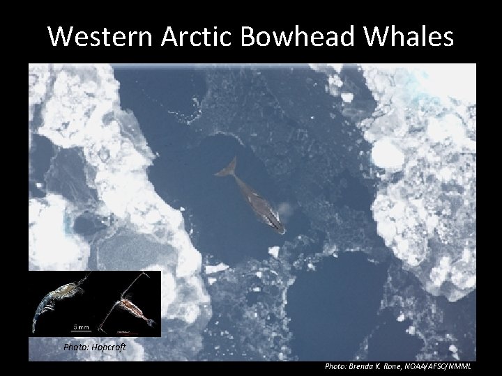 Western Arctic Bowhead Whales Photo: Hopcroft Photo: Brenda K. Rone, NOAA/AFSC/NMML 