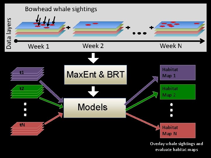 Data layers Bowhead whale sightings Week 1 t 1 Week 2 Max. Ent &