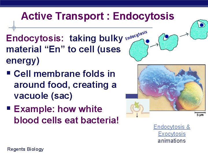 Active Transport : Endocytosis: taking bulky material “En” to cell (uses energy) § Cell