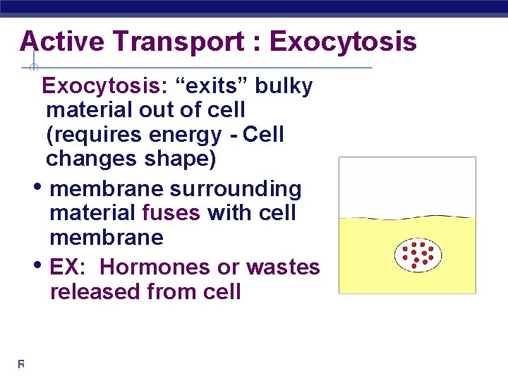 Active Transport : Exocytosis: “exits” bulky material out of cell (requires energy - Cell