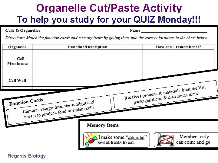 Organelle Cut/Paste Activity To help you study for your QUIZ Monday!!! Regents Biology 