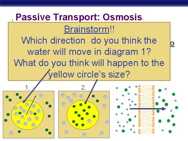 Passive Transport: Osmosis Brainstorm!! § Osmosis diffusion of water from Whichconcentration direction doofyou thinksolute)