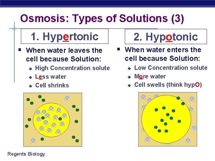 Osmosis: Types of Solutions (3) 1. Hypertonic § When water leaves the cell because
