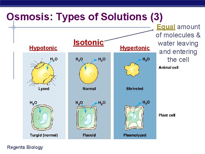 Osmosis: Types of Solutions (3) Hypotonic Regents Biology Isotonic Equal amount of molecules &