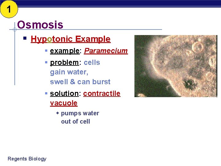 1 Osmosis § Hypotonic Example § example: Paramecium § problem: cells gain water, swell