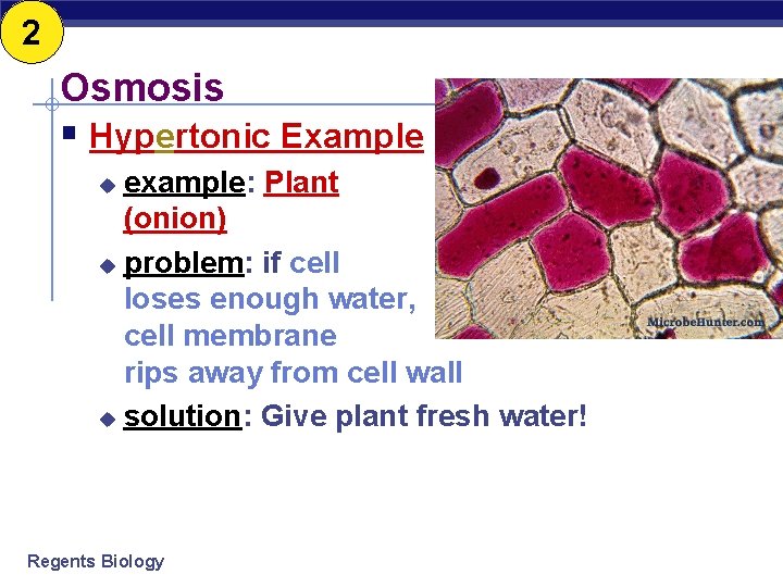 2 Osmosis § Hypertonic Example example: Plant (onion) u problem: if cell loses enough