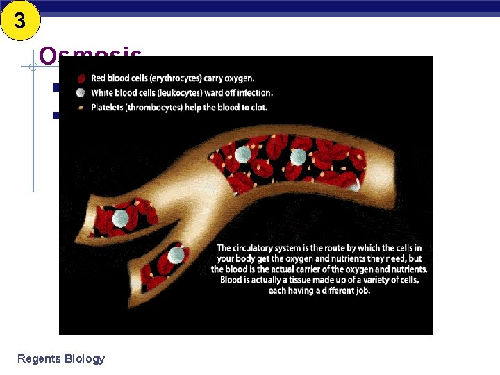 3 Osmosis § Isotonic Example § Equal amount water between cell & environment example:
